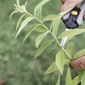 Using special garden scissors to harvest oregano leaves Using special garden scissors to harvest oregano leaves