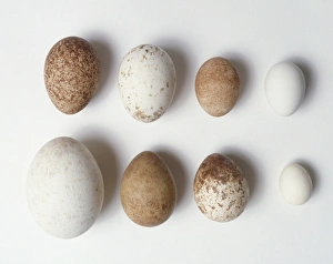 A variety of eggs from birds of prey, including Golden eagle, Yellow-billed kite A variety of eggs from birds of prey, including Golden eagle, Yellow-billed kite