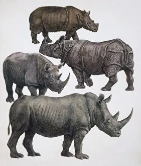 Various animals of the rhinoceros family Various animals of the rhinoceros family