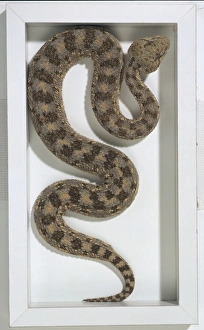 Venomous Saharan Horned Viper or Horned Desert Viper (Cerastes cerastes Venomous Saharan Horned Viper or Horned Desert Viper (Cerastes cerastes
