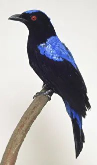 Side view of an Asian Fairy Bluebird, perched on a branch, with head in profile Side view of an Asian Fairy Bluebird, perched on a branch, with head in profile