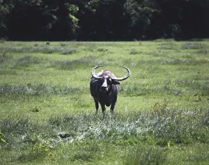 Front view of an Asian Water Buffalo (Bubalis bubalis) showing its large horns that have Front view of an Asian Water Buffalo (Bubalis bubalis) showing its large horns that have