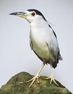 Front view of a Black-crowned Night Heron (Nycticorax nycticorax), perching on a rock, head in profile Front view of a Black-crowned Night Heron (Nycticorax nycticorax), perching on a rock, head in profile