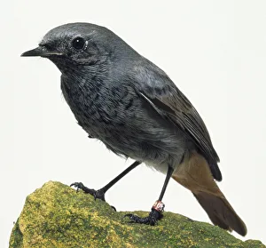 Side view of a Black Redstart, perching on a moss-covered rock, with the head in profile Side view of a Black Redstart, perching on a moss-covered rock, with the head in profile