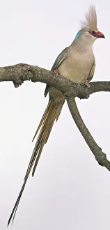 Front view of a Blue-Naped Mousebird with head in profile, perching on a branch Front view of a Blue-Naped Mousebird with head in profile, perching on a branch