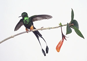 Front view of a Booted Racquet-tail with head in profile showing the slender Front view of a Booted Racquet-tail with head in profile showing the slender