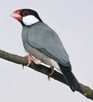 Side view of a captive Java Sparrow perched on a thin branch Side view of a captive Java Sparrow perched on a thin branch