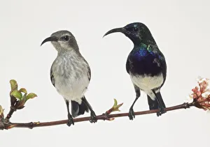 Front view of a captive male Variable Sunbird perched on a thin branch, with head in profile, with iridescent blue plumage above with a blue-violet upper breast, yellow or white belly. (Also female example perched next to the male) Front view of a captive male Variable Sunbird perched on a thin branch, with head in profile, with iridescent blue plumage above with a blue-violet upper breast, yellow or white belly. (Also female example perched next to the male)