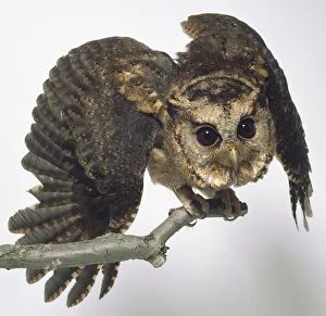 Front view of a captive Sunda Scops Owl (Otus lempiji) perched on a branch with its wings Front view of a captive Sunda Scops Owl (Otus lempiji) perched on a branch with its wings