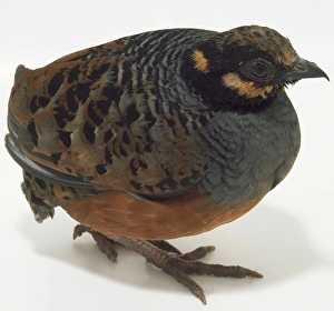 Side front view of a Chestnut-Bellied Partridge, with head in profile while facing Side front view of a Chestnut-Bellied Partridge, with head in profile while facing