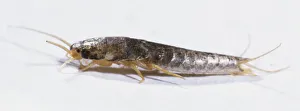 Side view close-up of a Silverfish Side view close-up of a Silverfish