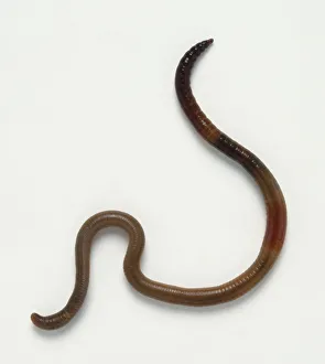 Segmented Worm Gallery: Above view, curling red earthworm