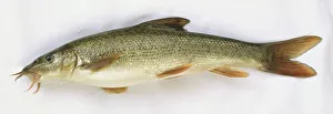 Side view of a dead common barbel fish with grey brown scales Side view of a dead common barbel fish with grey brown scales