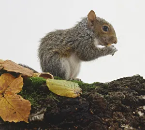 Side view of Eastern Grey Squirrel, Sciurus carolinensis, eating nut on moss-covered log Side view of Eastern Grey Squirrel, Sciurus carolinensis, eating nut on moss-covered log