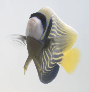 Front view of Emperor Angelfish (Pomacanthus imperator) Front view of Emperor Angelfish (Pomacanthus imperator)