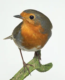 Front view of a Eurasian Robin perching on a branch in an alert posture, displaying Front view of a Eurasian Robin perching on a branch in an alert posture, displaying