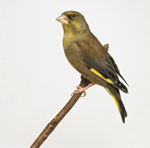 Side view of a European Greenfinch with head in profile, perching on a narrow branch Side view of a European Greenfinch with head in profile, perching on a narrow branch
