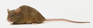 Side view of a field mouse, facing forward Side view of a field mouse, facing forward