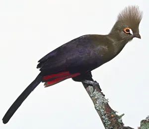 Side view of a Fischer's Turaco leaning forwards while perching on a branch Side view of a Fischer's Turaco leaning forwards while perching on a branch