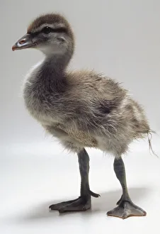 Side front view of a fourteen-day-old Maned duckling with head in profile Side front view of a fourteen-day-old Maned duckling with head in profile