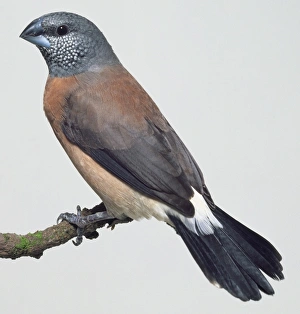 Side view of a Grey-Headed Silverbill, a common African finch, perching on a narrow branch, with head in profile showing white spots on the cheeks, and the tail feathers with a rounded tip Side view of a Grey-Headed Silverbill, a common African finch, perching on a narrow branch, with head in profile showing white spots on the cheeks, and the tail feathers with a rounded tip