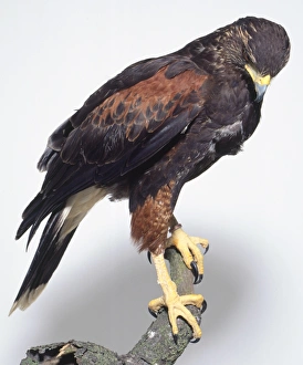 Side view of a Harriss Hawk, Parabuteo unicintus, perched on a branch with its head Side view of a Harriss Hawk, Parabuteo unicintus, perched on a branch with its head
