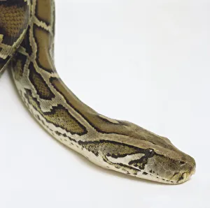 Side view of the head of a Burmese Python showing the dark arrowhead markings Side view of the head of a Burmese Python showing the dark arrowhead markings