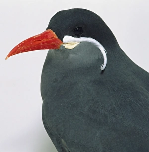 Side view head close-up of an Inca Tern, a heavy built bird Side view head close-up of an Inca Tern, a heavy built bird