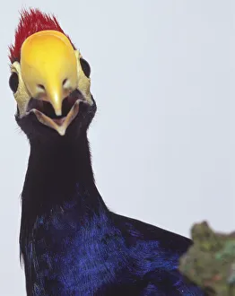 Front view head close-up of a Lady Rosss Turaco, showing the bright red, dense crest of fine feathers on the head, yellow face merging in to the open bill, and bare white yellow patch of skin around the eye Front view head close-up of a Lady Rosss Turaco, showing the bright red, dense crest of fine feathers on the head, yellow face merging in to the open bill, and bare white yellow patch of skin around the eye
