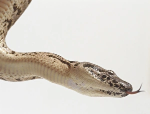 Side view of the head of a Dumerils Boa, Boa dumerili, showing the conspicuous skin Side view of the head of a Dumerils Boa, Boa dumerili, showing the conspicuous skin