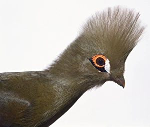Side view head profile of a Guinea Turaco, showing the crest of feathers on the head Side view head profile of a Guinea Turaco, showing the crest of feathers on the head