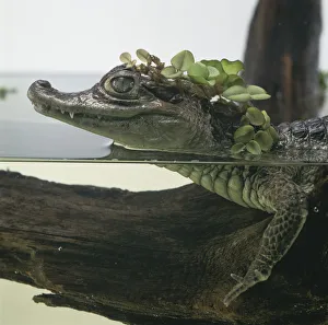 Side view of head of spectacled caiman with head half-submerged covered in water weed Side view of head of spectacled caiman with head half-submerged covered in water weed