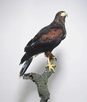 Side view of a heavily built Harriss Hawk perching on a branch, with its head in profile Side view of a heavily built Harriss Hawk perching on a branch, with its head in profile