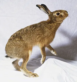 Side view of a Hispid Hare (Caprolagus hispidus) standing on its hind legs Side view of a Hispid Hare (Caprolagus hispidus) standing on its hind legs