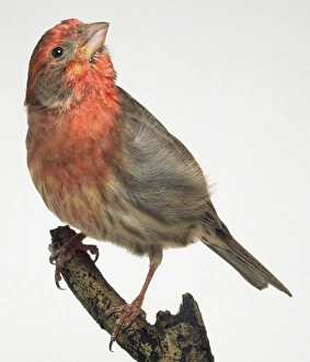 Front view of a House Finch, perching on the end of a branch, with head in profile Front view of a House Finch, perching on the end of a branch, with head in profile
