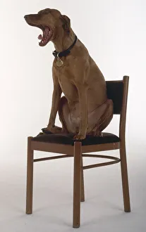 Side view of a Hungarian Vizsla Dog sitting on a wooden chair Side view of a Hungarian Vizsla Dog sitting on a wooden chair