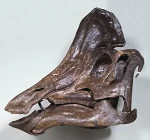 Hadrosaurs Gallery: Side view of Hypacrosaurus Dinosaur Skull
