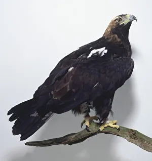 Side view of an Imperial Eagle, Aquila heliaca, perched on a branch Side view of an Imperial Eagle, Aquila heliaca, perched on a branch