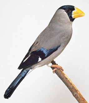 Side view of a Japanese Grosbeak, perching on a narrow branch Side view of a Japanese Grosbeak, perching on a narrow branch