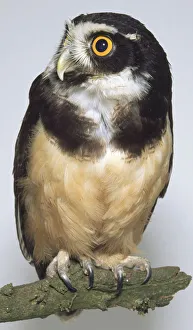 Front view of a large, rounded-headed Spectacled Owl, with head in profile Front view of a large, rounded-headed Spectacled Owl, with head in profile