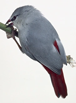 Side view of a Lavender Waxbill grasping the side of a narrow branch Side view of a Lavender Waxbill grasping the side of a narrow branch