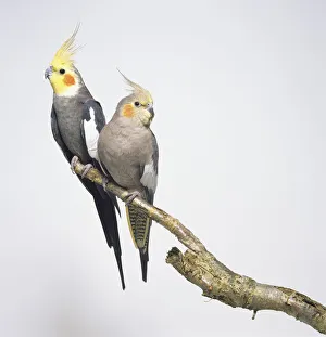 Front view of two male and female Cockatiels, perching on a branch, showing the raised crests, light red cheek pattern, and white wing patch Front view of two male and female Cockatiels, perching on a branch, showing the raised crests, light red cheek pattern, and white wing patch