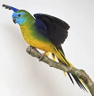 Side view of a male Turquoise Parrot with head in profile, perching on a branch, flapping its wings