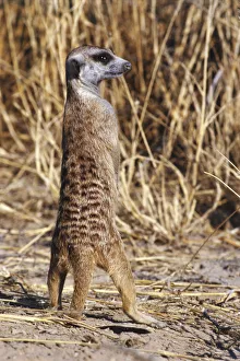 Back view of meerkat looking around with grass in background Back view of meerkat looking around with grass in background