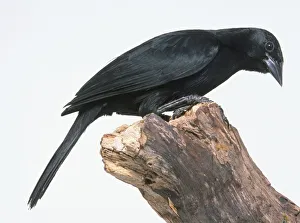 Side view of a Melodious Blackbird, Dives dives, perching on a tree trunk Side view of a Melodious Blackbird, Dives dives, perching on a tree trunk
