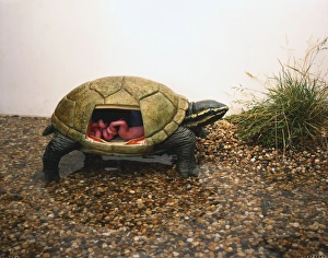 Side view of model of Stinkpot Turtle crawling from water with head and legs extending Side view of model of Stinkpot Turtle crawling from water with head and legs extending