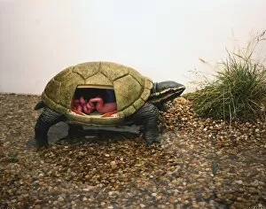 Illustrations 1 Gallery: Side view of model of Stinkpot Turtle crawling from water with head and legs extending