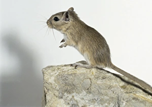 Side view of a mongolian gerbil standing-up on its hind legs on a rock Side view of a mongolian gerbil standing-up on its hind legs on a rock