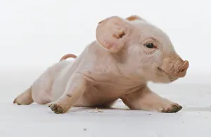 Front view of new-born, pink piglet Front view of new-born, pink piglet
