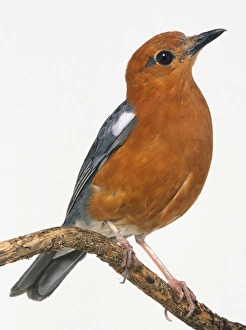 Front side view of a Orange-Headed Thrush, perched on a thin branch, showing the orange body feathers plumage Front side view of a Orange-Headed Thrush, perched on a thin branch, showing the orange body feathers plumage